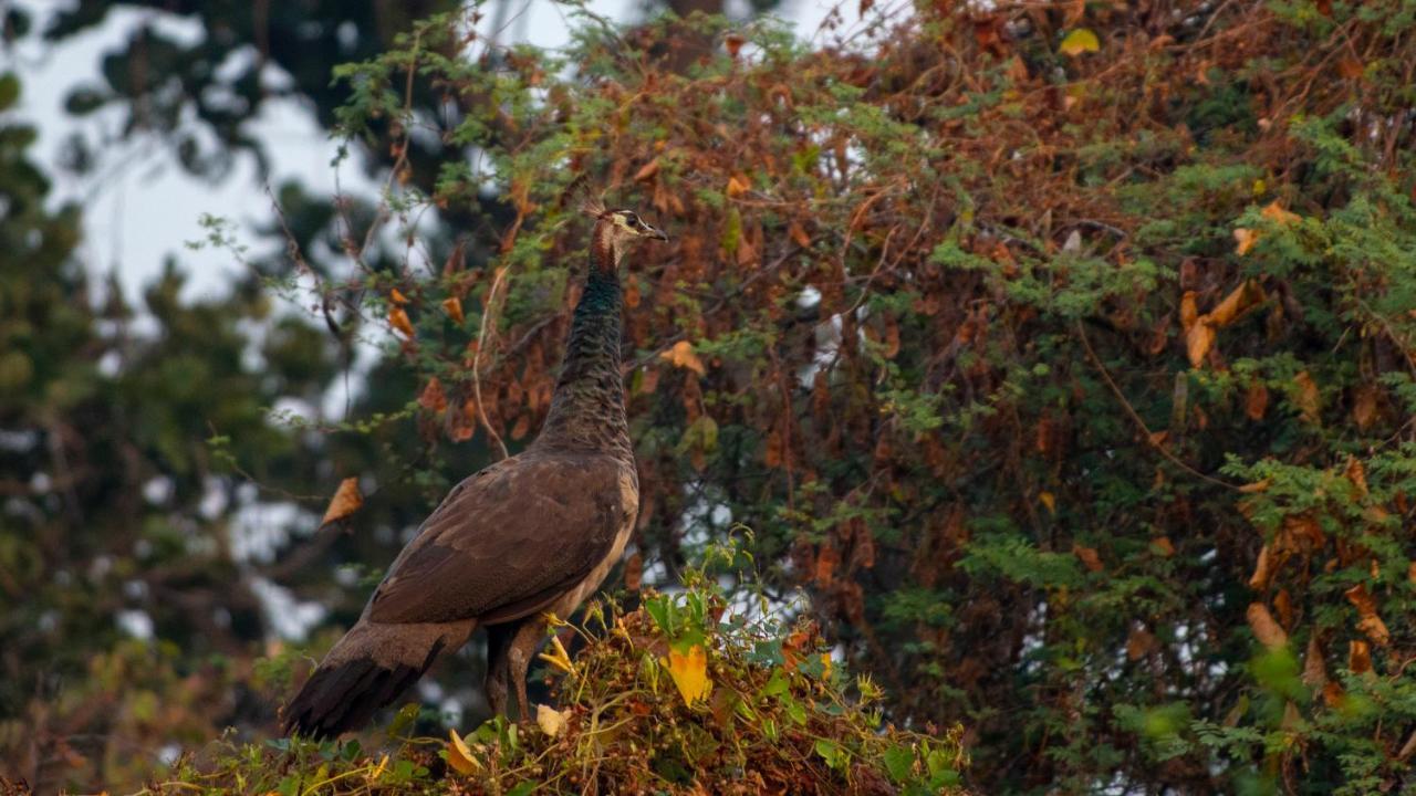 Dera Baghdarrah Nature Retreat أُودايبور المظهر الخارجي الصورة