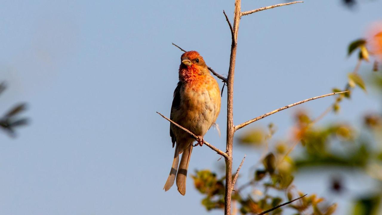 Dera Baghdarrah Nature Retreat أُودايبور المظهر الخارجي الصورة