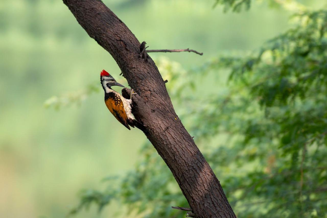 Dera Baghdarrah Nature Retreat أُودايبور المظهر الخارجي الصورة