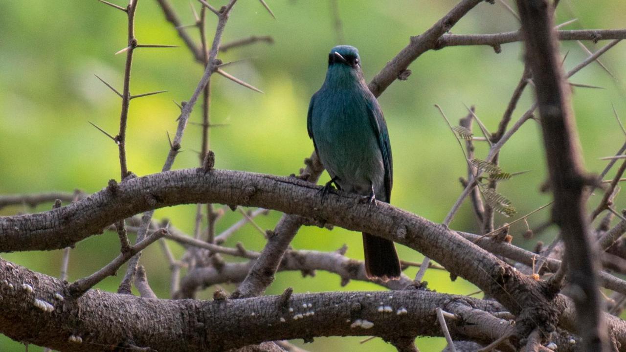 Dera Baghdarrah Nature Retreat أُودايبور المظهر الخارجي الصورة