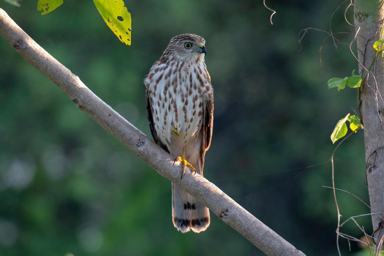 Dera Baghdarrah Nature Retreat أُودايبور المظهر الخارجي الصورة